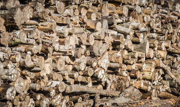 Haufen gefällter Kiefernstämme mit Enden — Stockfoto