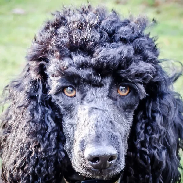 Cabeza de perro negro — Foto de Stock