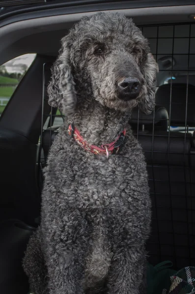Poodle padrão Olhando para fora do carro — Fotografia de Stock