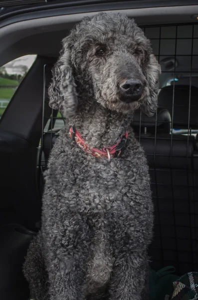 Caniche standard regardant hors de la voiture — Photo