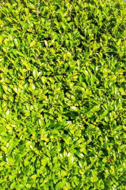 yeşil defne çalı çit, portre