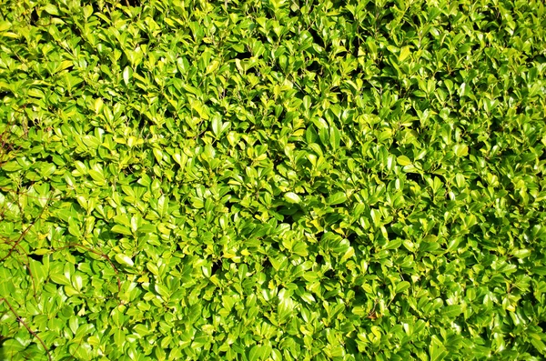 Green Laurel Bush Hedge, landscape — Stock Photo, Image