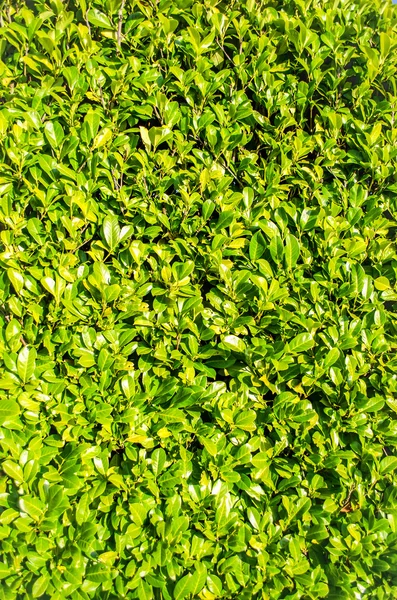 Green Laurel Bush Hedge, portrait — Stock Photo, Image