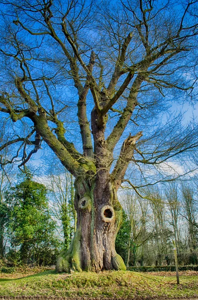 De reus eiken boom — Stockfoto