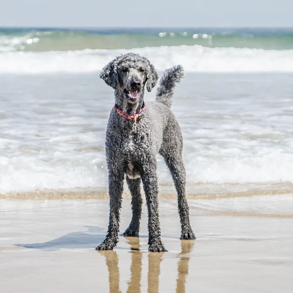Poodle de pé na praia — Fotografia de Stock