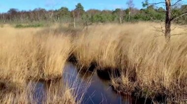 Chobham Common Surrey in Winter with Water and Reeds
