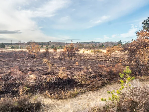 Gebiet von Chobham nach einem Brand gemeinsam — Stockfoto