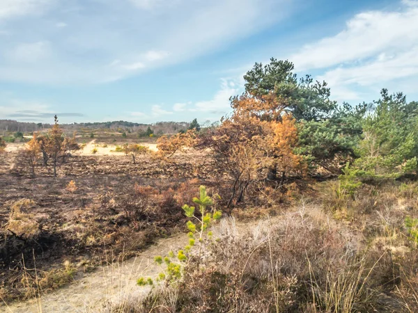 Gebiet von Chobham nach einem Brand gemeinsam — Stockfoto