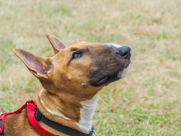 Tan Coloured Miniature English Bull Terrier Head Profile Harness —  Fotos de Stock