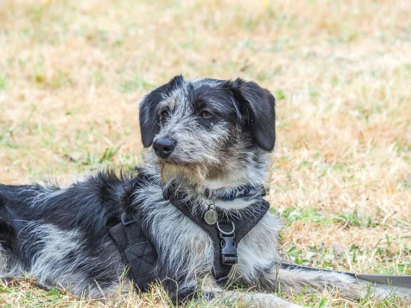 Black Grey White Dog Laying Grass Harness — Foto de Stock