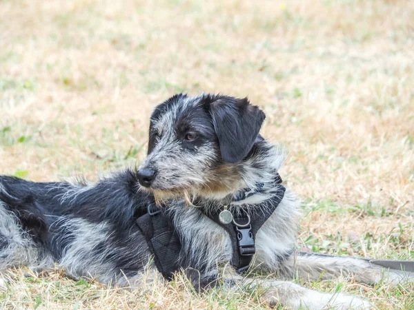 Black Grey White Dog Laying Grass Harness — ストック写真