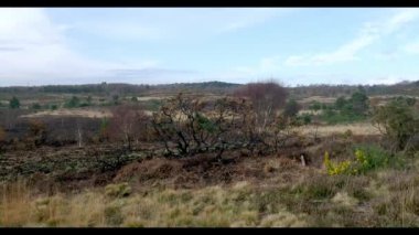 Chobham Common, Surrey. The United Kingdom. Fire damage. High-quality FullHD footage