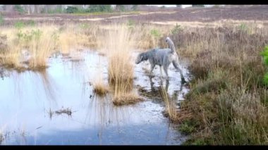Silver poodle exploring and walking around a pool on Chobham common, Surry UK. 