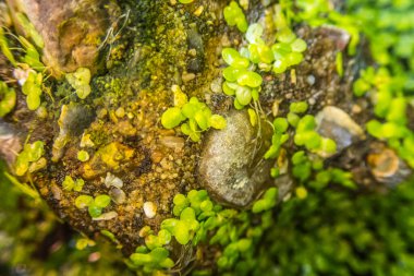 Macro closeup of pond weed in a pool and across a rock. Also known as duckweed. 