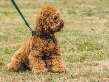 Cockerpoo in a sit position in grass field with lead looking right.
