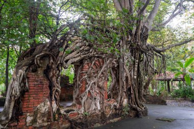Tayland 'da ağaç kökleri olan eski bir tapınak
