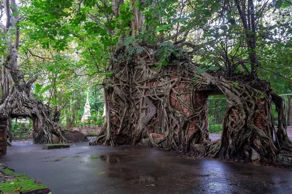 Viejo Templo Con Raíces Árbol Tailandia —  Fotos de Stock