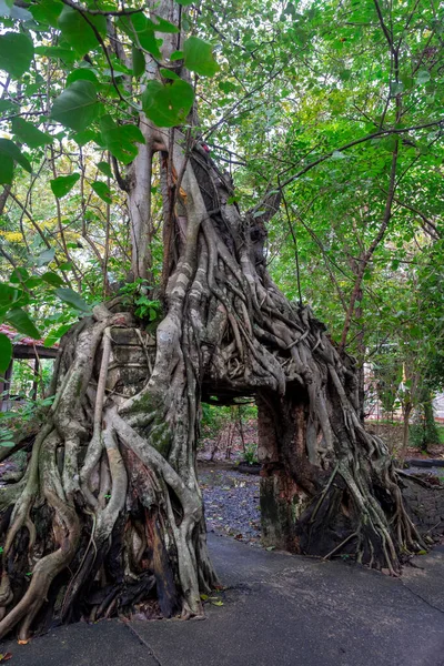 Viejo Templo Con Raíces Árbol Tailandia —  Fotos de Stock