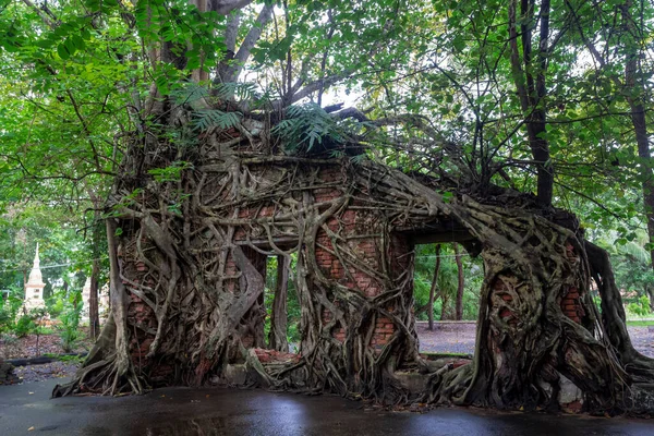 Vieux Temple Avec Des Racines Arbre Thaïlande — Photo