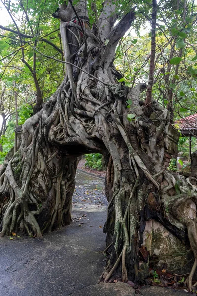 泰国有树根的古寺 — 图库照片