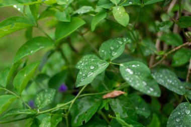 Yaprak yeşil duvar kağıdı, güzel