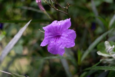 Bahçede mor çiçekler