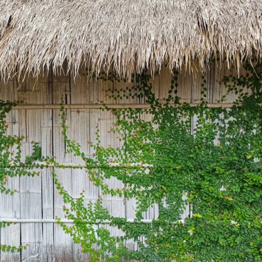 Yapraklar ve bambu duvarlar