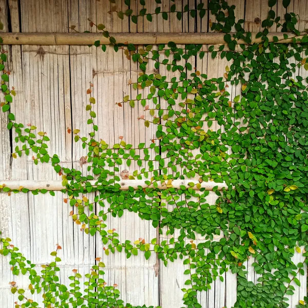 Blätter Und Bambuswand — Stockfoto
