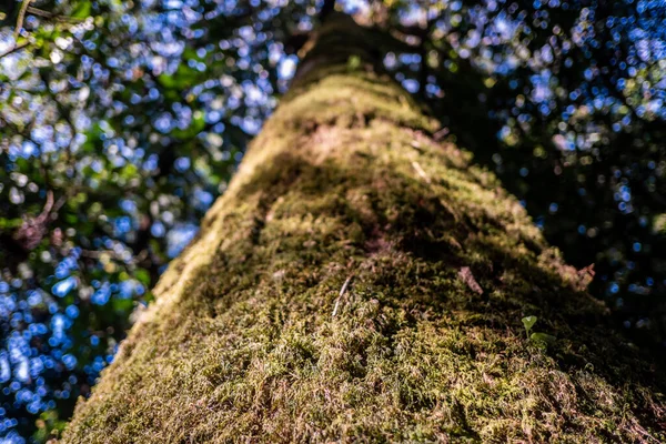 Ağaçlar her zaman yeşil ormandadır.