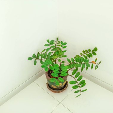 Bitki saksısı ofiste.