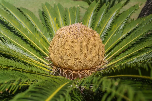 Cycas palm, mint a nagy mag-azt — Stock Fotó