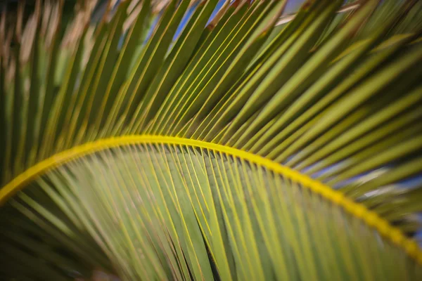 Nahaufnahme eines Palmblattes, das einen Bogen bildet Stockbild