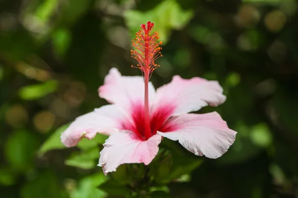 一个芙蓉花的特写 免版税图库图片