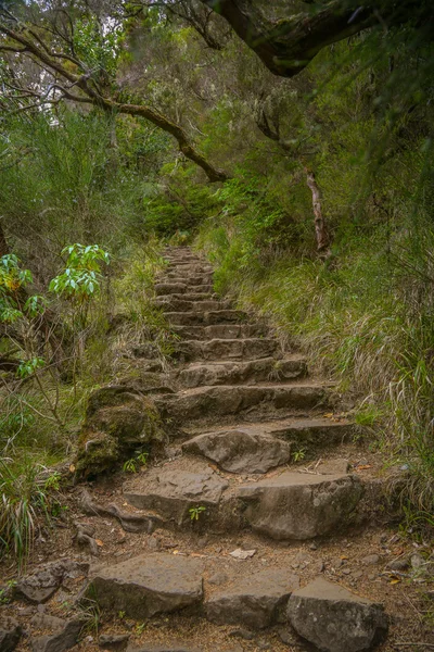 Escalier dans la sauvagerie Image En Vente