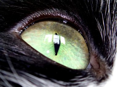 kedi gözü