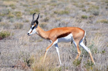 Springbok etkin ulusal park, Namibya