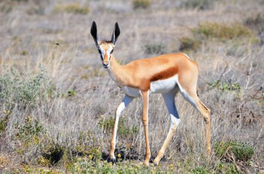 Springbok etkin ulusal park, Namibya