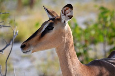 Etosha Ulusal Parkı, Namibya 'da Siyah Surat Impala