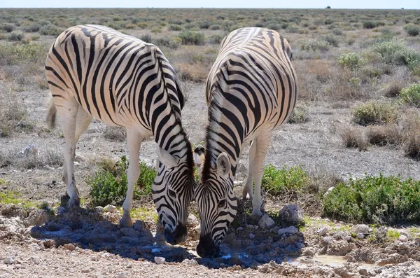 Zebralar etkin ulusal park, Namibya