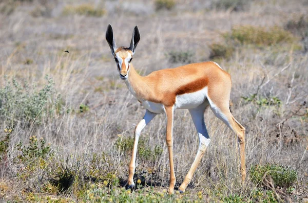 Springbok in the Etosha National Park, Namibia — Stock Photo, Image