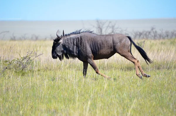 etkin np içinde wildebeest