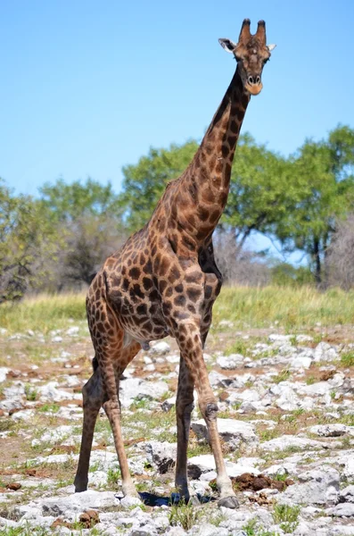 Žirafa v národním parku etosha, namibie — Stock fotografie