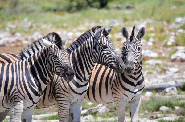 Zebra w parku narodowym Etosha, namibia — Zdjęcie stockowe