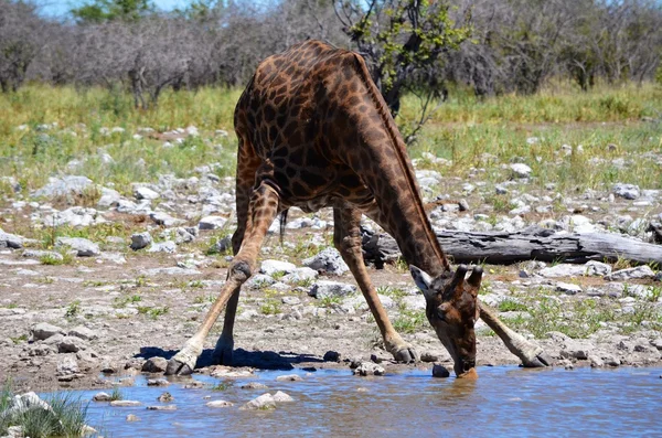 Etoşa Ulusal Parkı, Namibya 'da zürafa