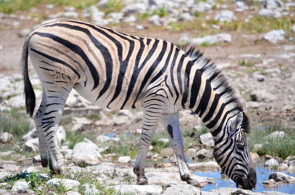 Zebra v národním parku etosha, namibie — Stock fotografie