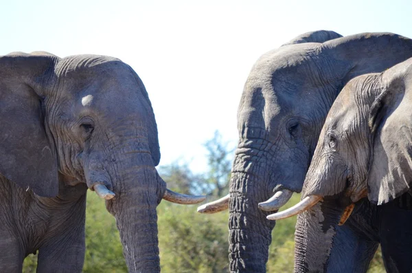 Elephants in the Etosha National Park — Stock Photo, Image