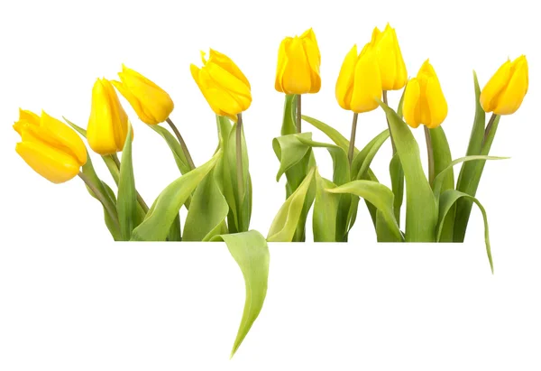 Yellow tulips Stock Photo