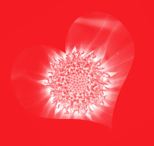 Transparent flower — Stock Photo, Image
