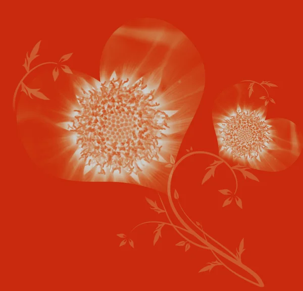 Hearts flowers — Stock Photo, Image