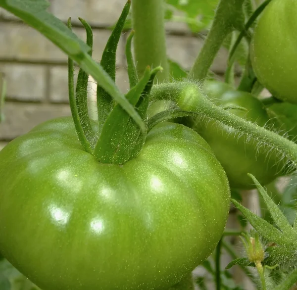 Grüne Tomaten — Stockfoto